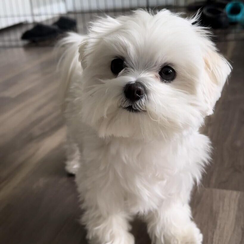 Bella