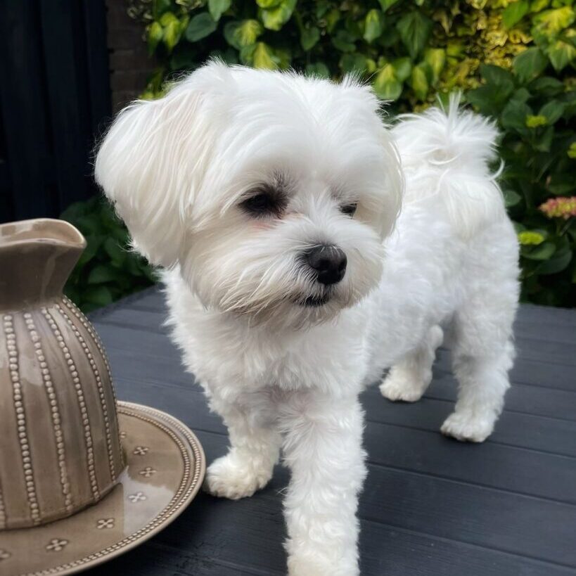 Milo5